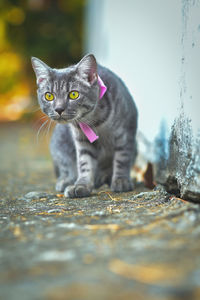 Close-up portrait of black cat