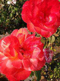 Close-up of red flowers blooming outdoors