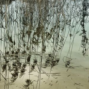 Plants growing by lake against sky