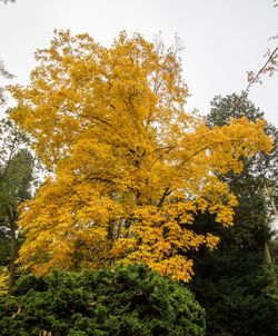 Low angle view of autumn tree against sky