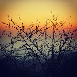 Bare trees against sky at sunset