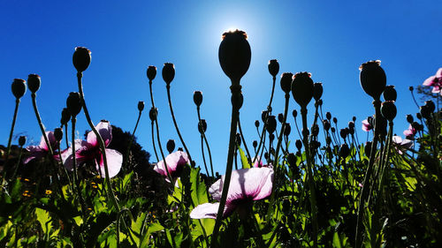 Low angle view of flowers blooming against sky