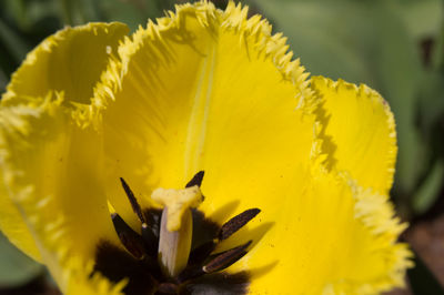 Close-up of yellow flowering plant