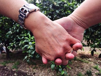 Close-up of hand holding plant