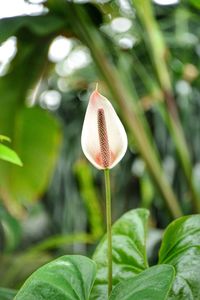 Close-up of flower growing on plant