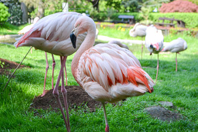 Photo pink big birds greater flamingo. american flamingo phoenicopterus ruber or caribbean flamingo
