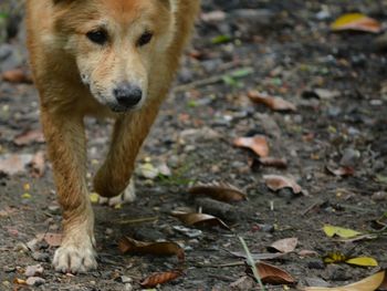 Close-up of dog on field during autumn