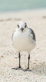 Close-up of seagull on sand