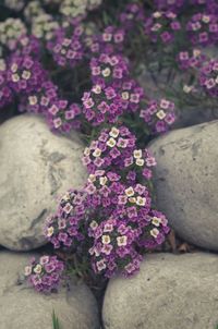 Close-up of purple flowers blooming outdoors