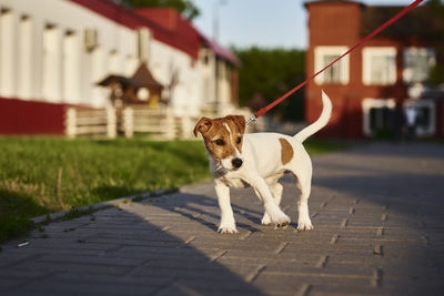 Owner walking her jack russell terrier dog outside