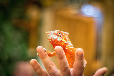 Close-up of chameleon on hand