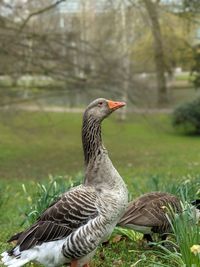 Duck on a field