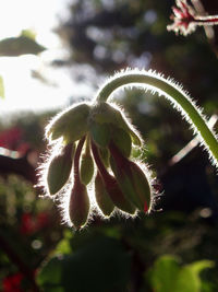 Close-up of plant