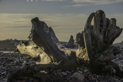 Driftwood on rock at beach against sky during sunset