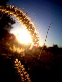 Close-up of plant on field against bright sky