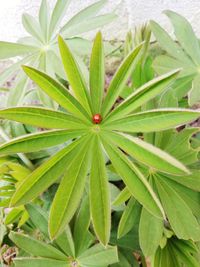 High angle view of plant growing on field