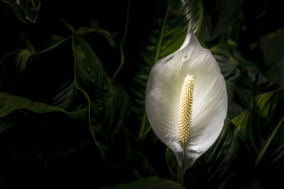 Close-up of white lily against black background