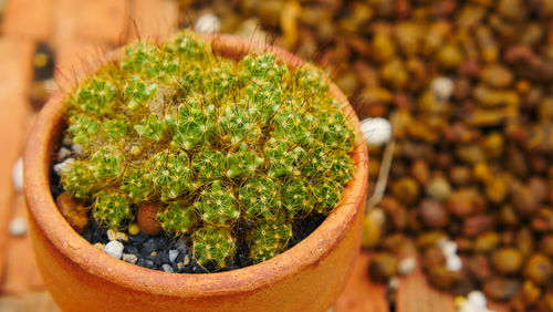 Close-up of cactus growing in potted plant