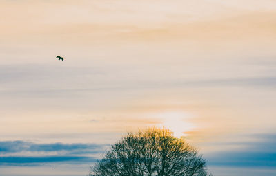 Low angle view of bird flying against sky