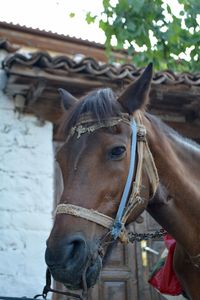 Horse looking at the camera