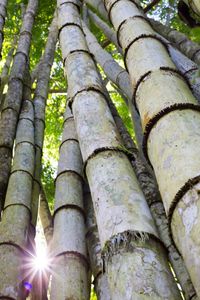 Close-up of bamboo tree in forest