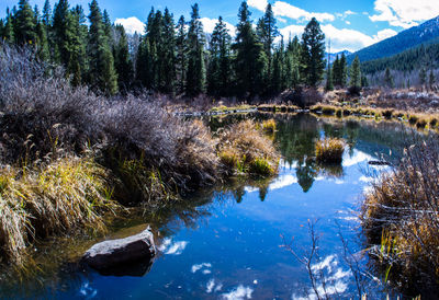 Reflection of trees in lake