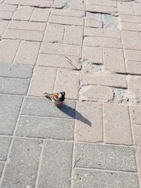 High angle view of bird on sidewalk