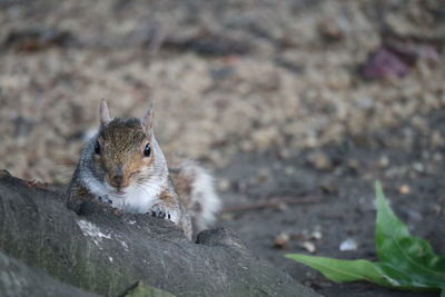 Close-up portrait of squirrel