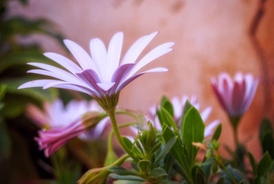 Close-up of flowers blooming outdoors