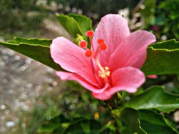 Close-up of pink flower