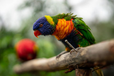 Close-up of parrot perching on branch