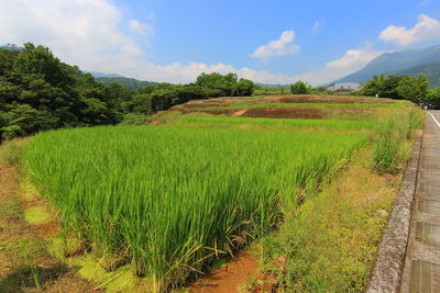 View of grass landscape against cloudy sky