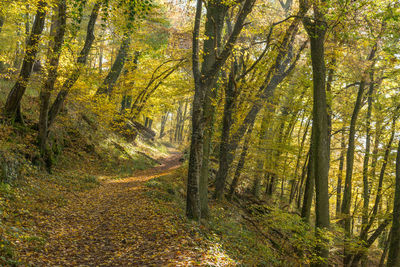 Road passing through forest