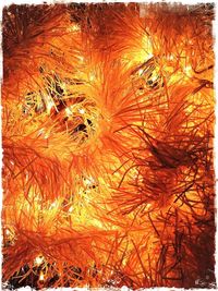 Full frame shot of orange tree