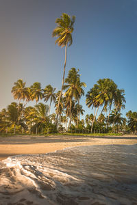 Palm trees on beach against clear sky