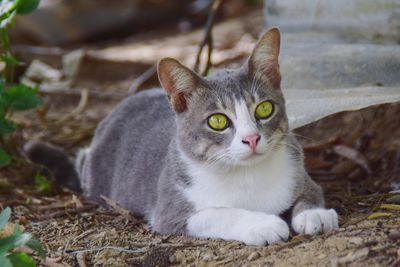 Portrait of cat sitting on field