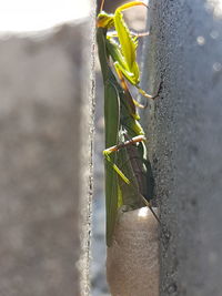 Close-up of insect on plant