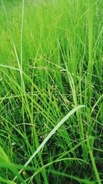 Grass growing on grassy field
