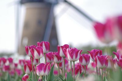 Close-up of pink tulips