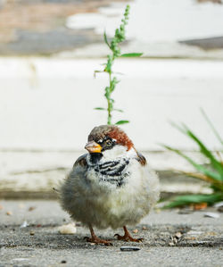 Close-up of a bird