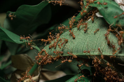 Close-up of insect on leaves