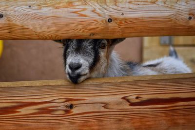 Close-up of a dog sleeping on table