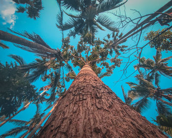 Low angle view of tree against sky