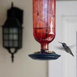 Close-up of bird perching on feeder