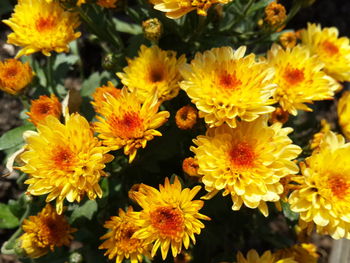 Close-up of yellow flowers