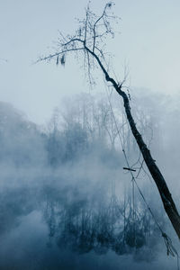 Bare trees on snow covered land against sky