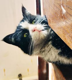 Close-up portrait of a cat