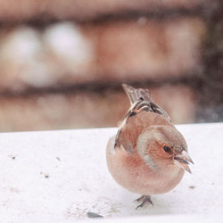 Close-up of bird perching on snow