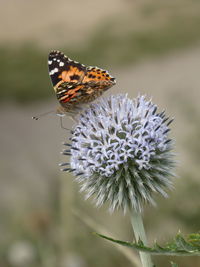 Close-up of butterfly pollinating on flower