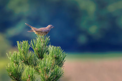 Close-up of bird perching on plant